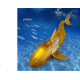 Remote control Shark Toy